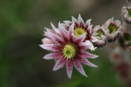 利来官方网站w66利来平台全面评测：信誉、合规与安全防护深入解析