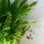 20251230开奖结果震撼揭晓,幸运号码正式公布 86yai022