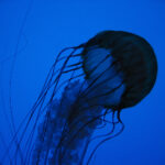 2025123期双色球开奖号码最新公布结果查询 ktmabkx