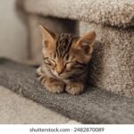 20251423d开奖结果正式公布查询 nugn7p2xgg